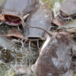 Fresh Catfish