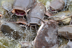 Fresh Catfish