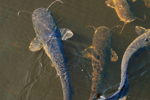 Juvenile