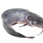 Male Claris