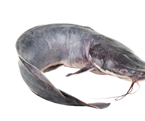 Male Claris