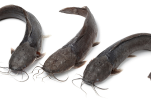 Fingerlings